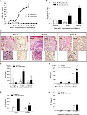 Temporary Shutdown of ERK1/2 Phosphorylation Is Associated With Activation of Adaptive Immune Cell Responses and Disease Progression During Leishmania amazonensis Infection in BALB/c Mice